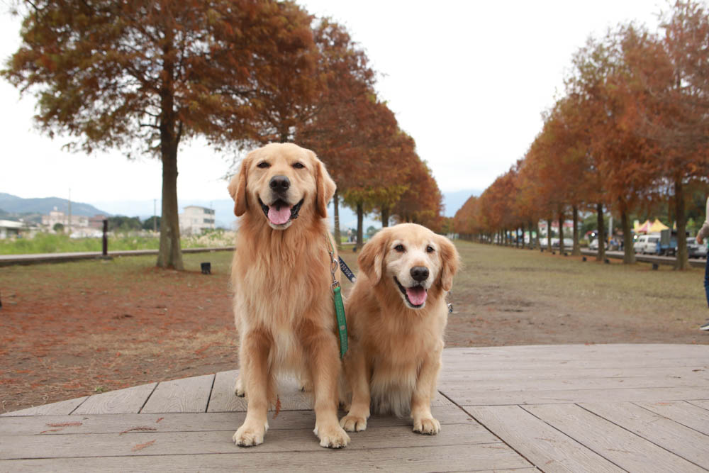 宜蘭三星景點｜安農溪驛站、三星落羽松林秘境、安農溪分洪堰風景區、安農溪泛舟