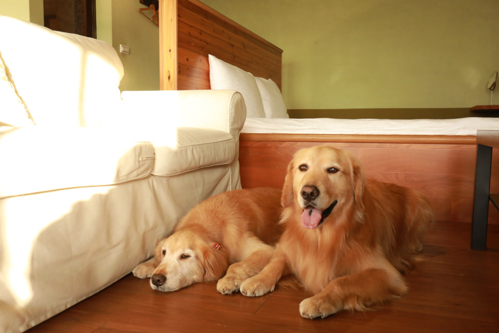 苗栗大湖住宿|上山回家旅宿。寵物友善民宿、矗立山腰的公視實境清水模民宿、一泊二食 - 第39張圖 苗栗大湖住宿|上山回家旅宿。寵物友善民宿、矗立山腰的公視實境清水模民宿、一泊二食