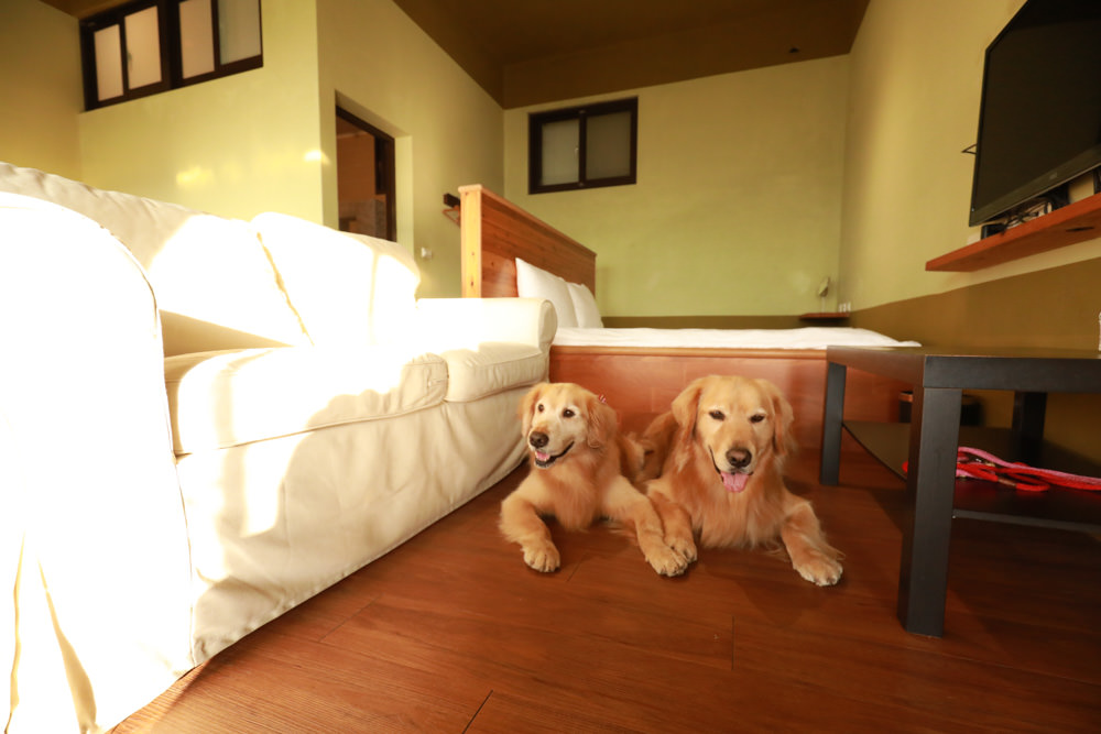 苗栗大湖住宿|上山回家旅宿。寵物友善民宿、矗立山腰的公視實境清水模民宿、一泊二食 - 第38張圖 苗栗大湖住宿|上山回家旅宿。寵物友善民宿、矗立山腰的公視實境清水模民宿、一泊二食