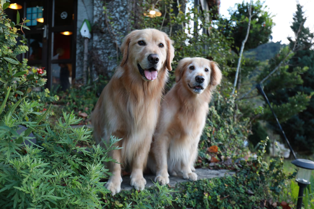 苗栗大湖住宿|上山回家旅宿。寵物友善民宿、矗立山腰的公視實境清水模民宿、一泊二食 - 第6張圖 苗栗大湖住宿|上山回家旅宿。寵物友善民宿、矗立山腰的公視實境清水模民宿、一泊二食