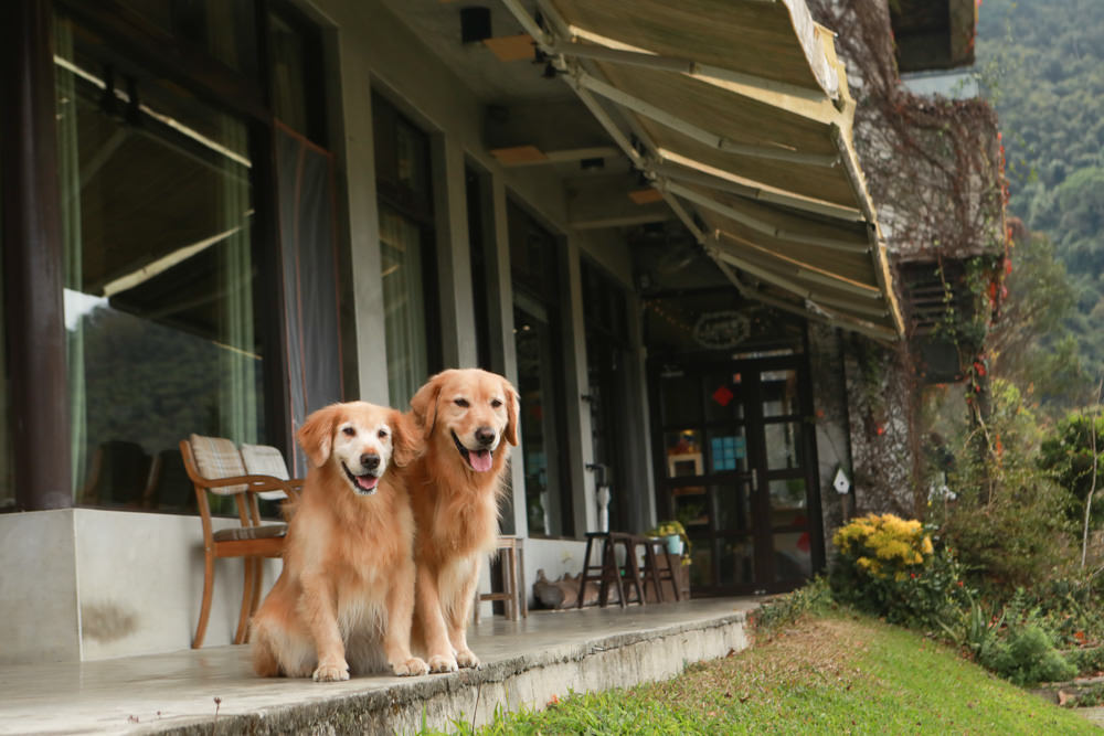 苗栗大湖住宿|上山回家旅宿。寵物友善民宿、矗立山腰的公視實境清水模民宿、一泊二食 - 第8張圖 苗栗大湖住宿|上山回家旅宿。寵物友善民宿、矗立山腰的公視實境清水模民宿、一泊二食