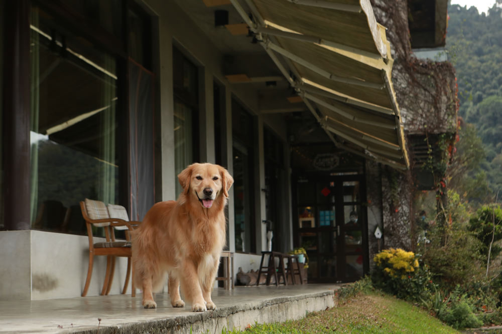 苗栗大湖住宿|上山回家旅宿。寵物友善民宿、矗立山腰的公視實境清水模民宿、一泊二食 - 第53張圖 苗栗大湖住宿|上山回家旅宿。寵物友善民宿、矗立山腰的公視實境清水模民宿、一泊二食