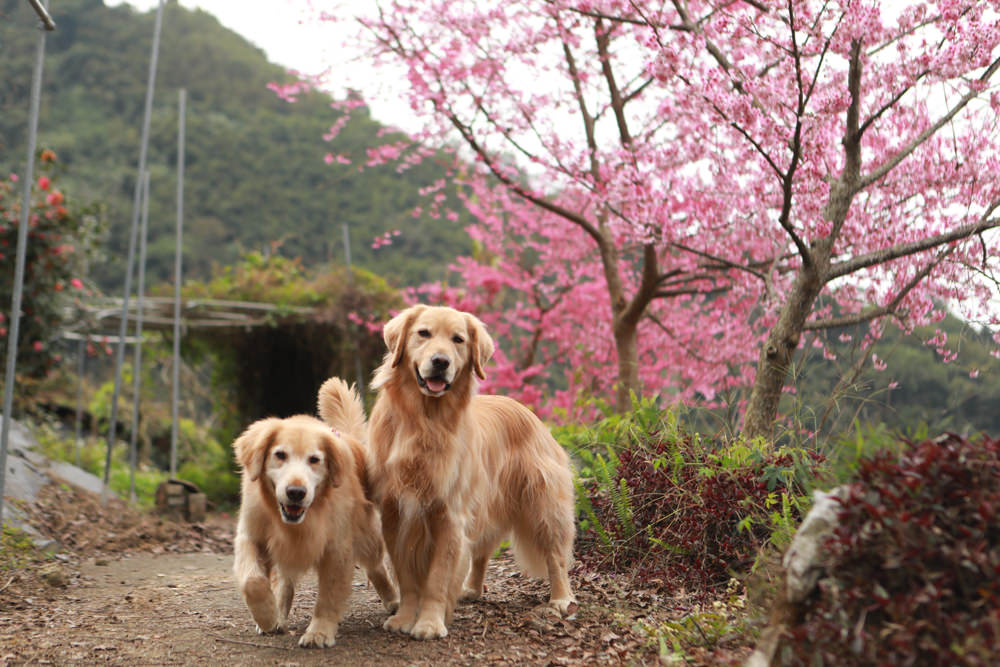 苗栗大湖住宿|上山回家旅宿。寵物友善民宿、矗立山腰的公視實境清水模民宿、一泊二食 - 第11張圖 苗栗大湖住宿|上山回家旅宿。寵物友善民宿、矗立山腰的公視實境清水模民宿、一泊二食