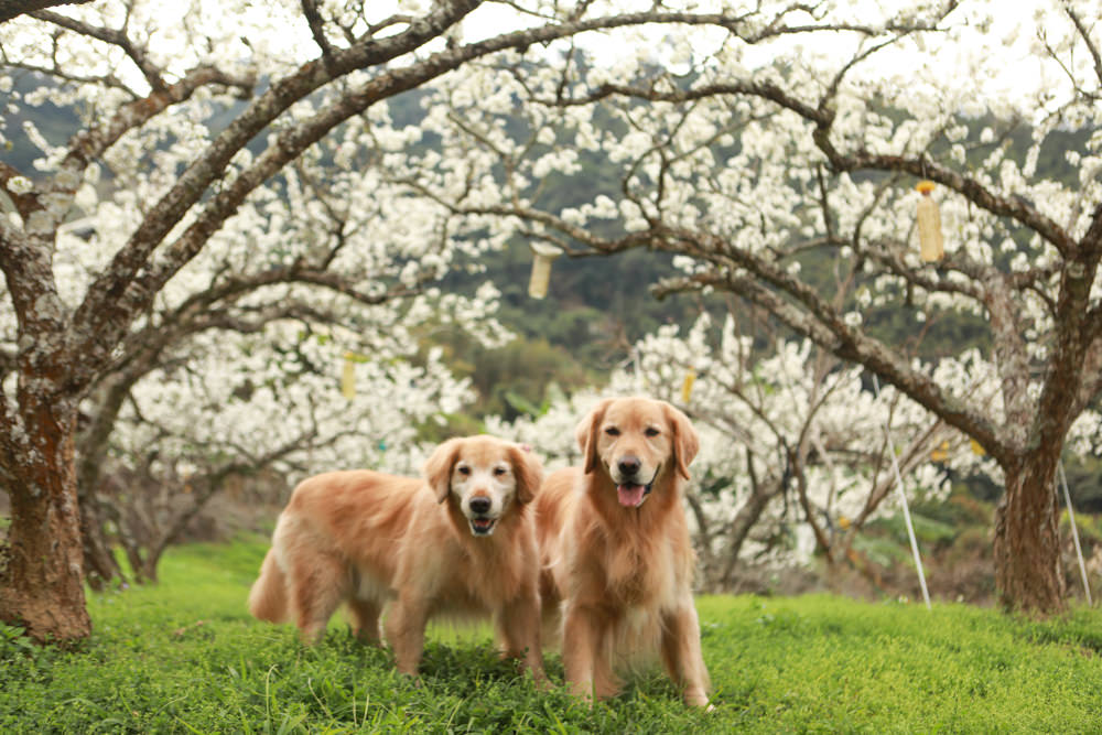 苗栗大湖住宿|上山回家旅宿。寵物友善民宿、矗立山腰的公視實境清水模民宿、一泊二食 - 第12張圖 苗栗大湖住宿|上山回家旅宿。寵物友善民宿、矗立山腰的公視實境清水模民宿、一泊二食