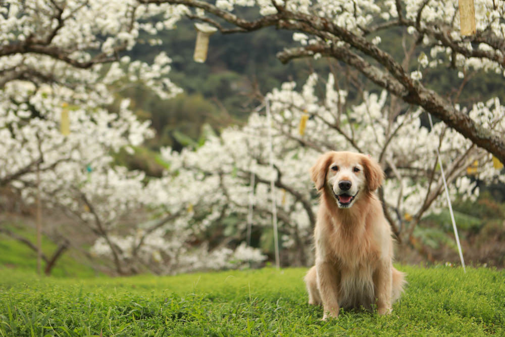 苗栗大湖住宿|上山回家旅宿。寵物友善民宿、矗立山腰的公視實境清水模民宿、一泊二食 - 第13張圖 苗栗大湖住宿|上山回家旅宿。寵物友善民宿、矗立山腰的公視實境清水模民宿、一泊二食