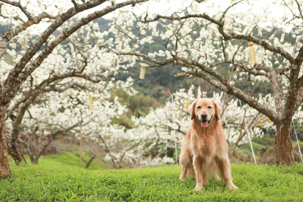 苗栗大湖住宿|上山回家旅宿。寵物友善民宿、矗立山腰的公視實境清水模民宿、一泊二食 - 第15張圖 苗栗大湖住宿|上山回家旅宿。寵物友善民宿、矗立山腰的公視實境清水模民宿、一泊二食