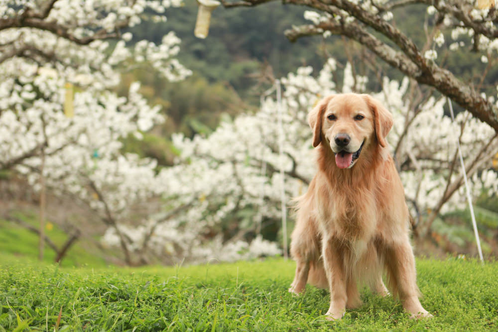 苗栗大湖住宿|上山回家旅宿。寵物友善民宿、矗立山腰的公視實境清水模民宿、一泊二食 - 第14張圖 苗栗大湖住宿|上山回家旅宿。寵物友善民宿、矗立山腰的公視實境清水模民宿、一泊二食