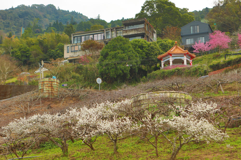 苗栗大湖住宿|上山回家旅宿。寵物友善民宿、矗立山腰的公視實境清水模民宿、一泊二食 - 第16張圖 苗栗大湖住宿|上山回家旅宿。寵物友善民宿、矗立山腰的公視實境清水模民宿、一泊二食