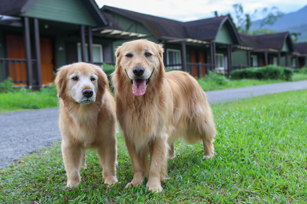 花蓮鳳林|丘丘‧森旅CHU Resort。寵物友善房、二子山溫泉、在地美食,享受被中央山脈環繞的療癒之旅 - 第34張圖 花蓮鳳林|丘丘‧森旅CHU Resort。寵物友善房、二子山溫泉、在地美食,享受被中央山脈環繞的療癒之旅