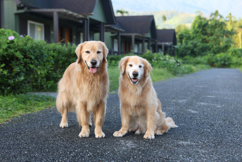 花蓮鳳林|丘丘‧森旅CHU Resort。寵物友善房、二子山溫泉、在地美食,享受被中央山脈環繞的療癒之旅 - 第111張圖 花蓮鳳林|丘丘‧森旅CHU Resort。寵物友善房、二子山溫泉、在地美食,享受被中央山脈環繞的療癒之旅