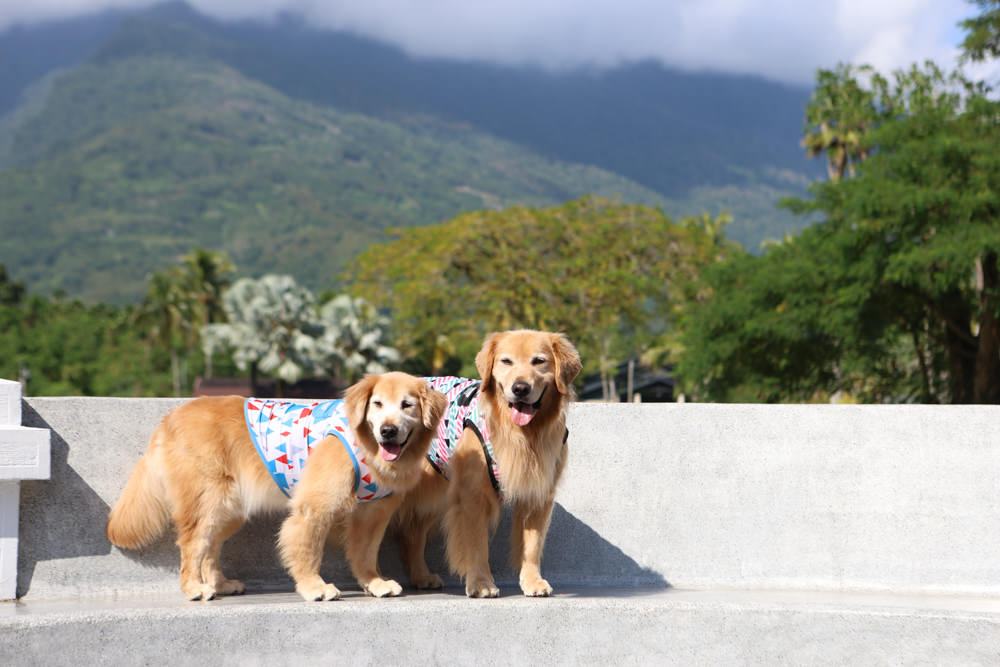 花蓮鳳林|丘丘‧森旅CHU Resort。寵物友善房、二子山溫泉、在地美食,享受被中央山脈環繞的療癒之旅 - 第93張圖 花蓮鳳林|丘丘‧森旅CHU Resort。寵物友善房、二子山溫泉、在地美食,享受被中央山脈環繞的療癒之旅