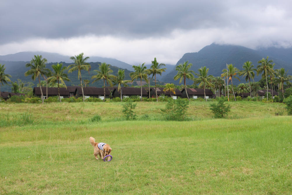 花蓮鳳林|丘丘‧森旅CHU Resort。寵物友善房、二子山溫泉、在地美食,享受被中央山脈環繞的療癒之旅 - 第20張圖 花蓮鳳林|丘丘‧森旅CHU Resort。寵物友善房、二子山溫泉、在地美食,享受被中央山脈環繞的療癒之旅
