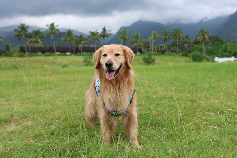花蓮鳳林|丘丘‧森旅CHU Resort。寵物友善房、二子山溫泉、在地美食,享受被中央山脈環繞的療癒之旅 - 第110張圖 花蓮鳳林|丘丘‧森旅CHU Resort。寵物友善房、二子山溫泉、在地美食,享受被中央山脈環繞的療癒之旅