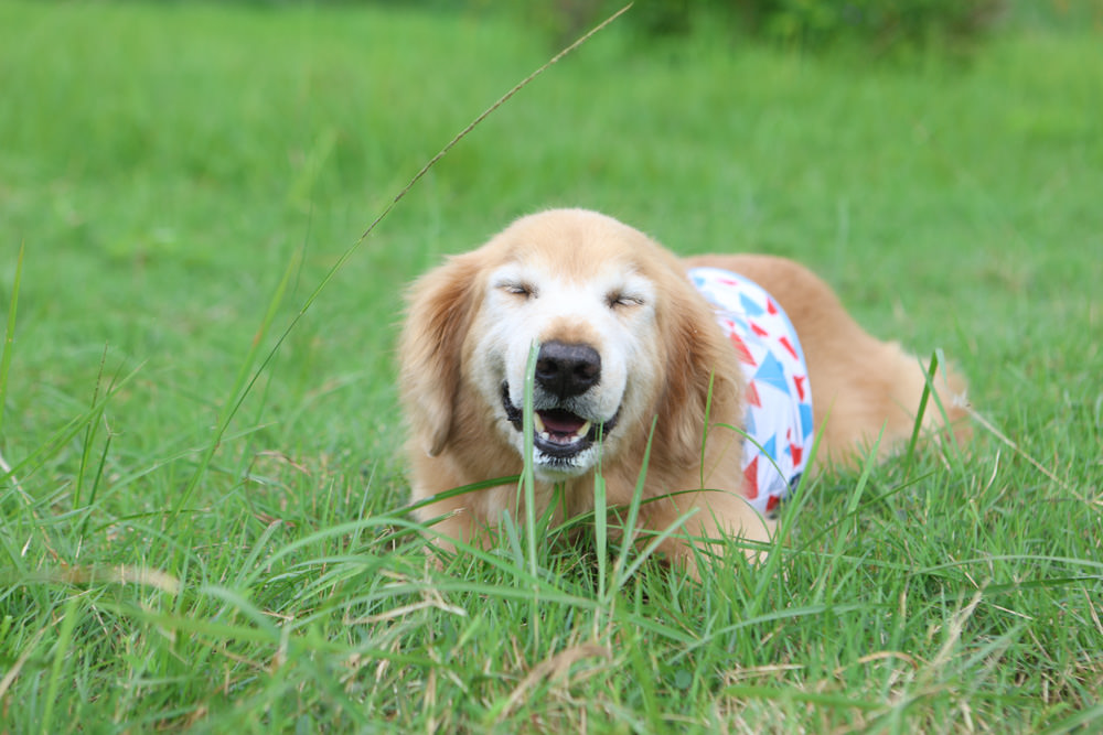 花蓮鳳林|丘丘‧森旅CHU Resort。寵物友善房、二子山溫泉、在地美食,享受被中央山脈環繞的療癒之旅 - 第22張圖 花蓮鳳林|丘丘‧森旅CHU Resort。寵物友善房、二子山溫泉、在地美食,享受被中央山脈環繞的療癒之旅