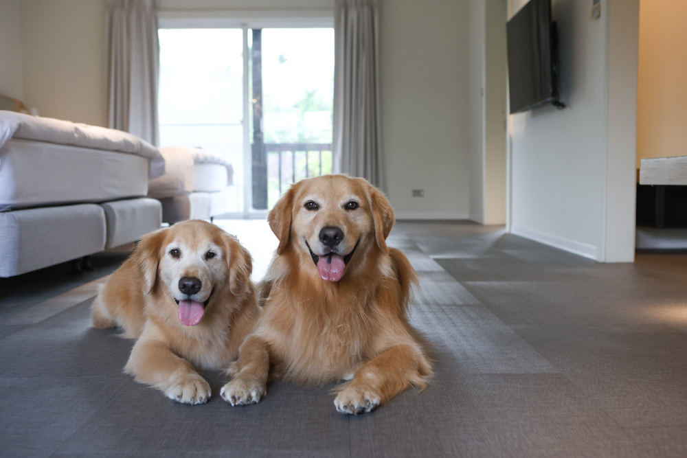 花蓮鳳林|丘丘‧森旅CHU Resort。寵物友善房、二子山溫泉、在地美食,享受被中央山脈環繞的療癒之旅 - 第72張圖 花蓮鳳林|丘丘‧森旅CHU Resort。寵物友善房、二子山溫泉、在地美食,享受被中央山脈環繞的療癒之旅