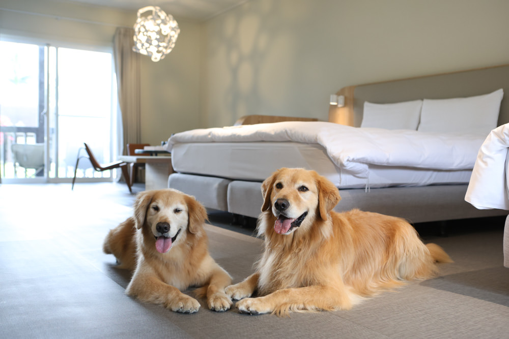 花蓮鳳林｜丘丘‧森旅CHU Resort。寵物友善房、二子山溫泉、在地美食，享受被中央山脈環繞的療癒之旅