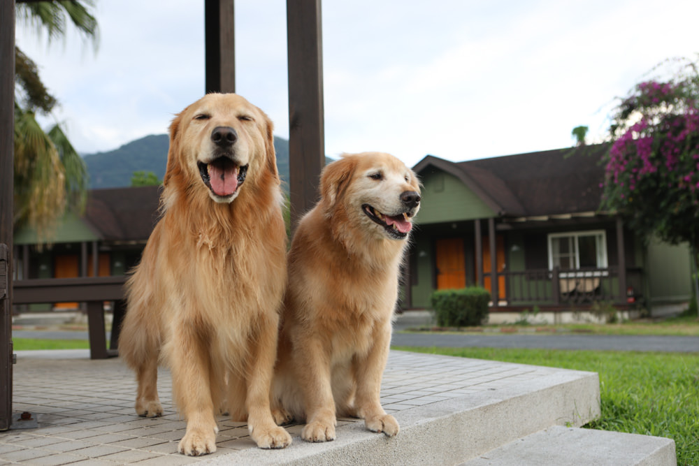 花蓮鳳林|丘丘‧森旅CHU Resort。寵物友善房、二子山溫泉、在地美食,享受被中央山脈環繞的療癒之旅 - 第41張圖 花蓮鳳林|丘丘‧森旅CHU Resort。寵物友善房、二子山溫泉、在地美食,享受被中央山脈環繞的療癒之旅
