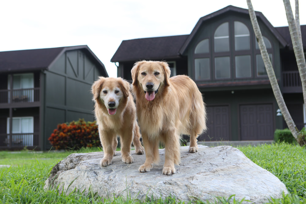花蓮鳳林|丘丘‧森旅CHU Resort。寵物友善房、二子山溫泉、在地美食,享受被中央山脈環繞的療癒之旅 - 第57張圖 花蓮鳳林|丘丘‧森旅CHU Resort。寵物友善房、二子山溫泉、在地美食,享受被中央山脈環繞的療癒之旅