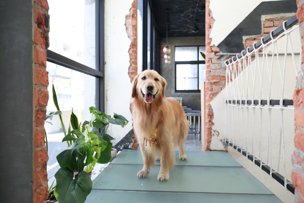 台南美食推薦|CREMA CAFÉ葵瑪咖啡。老宅咖啡廳中的寵物友善餐廳。寵物餐點、超人氣鳥巢布丁、 - 第9張圖 台南美食推薦|CREMA CAFÉ葵瑪咖啡。老宅咖啡廳中的寵物友善餐廳。寵物餐點、超人氣鳥巢布丁、