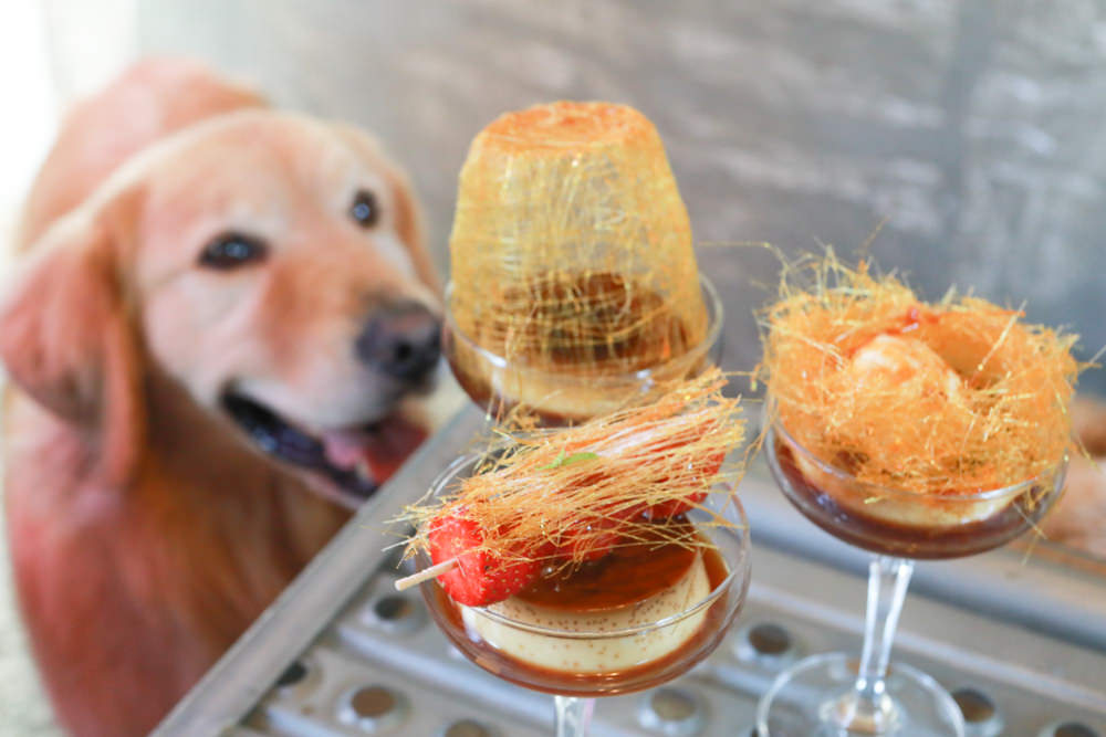 台南美食推薦|CREMA CAFÉ葵瑪咖啡。老宅咖啡廳中的寵物友善餐廳。寵物餐點、超人氣鳥巢布丁、 - 第15張圖 台南美食推薦|CREMA CAFÉ葵瑪咖啡。老宅咖啡廳中的寵物友善餐廳。寵物餐點、超人氣鳥巢布丁、