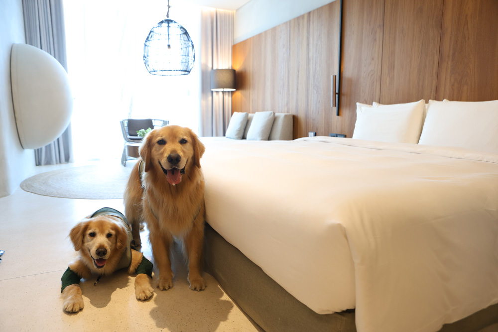 宜蘭礁溪｜了了礁溪 VIVIR JiaoXi。一泊二食、礁溪泡湯溫泉飯店、不定期推出寵物限定旺旺日