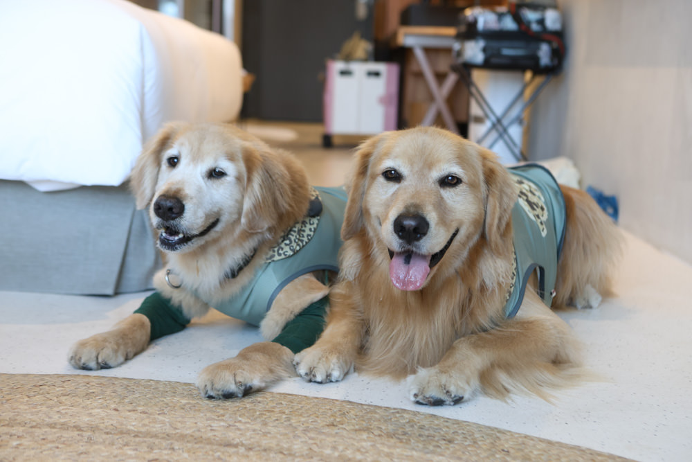 宜蘭礁溪｜了了礁溪 VIVIR JiaoXi。一泊二食、礁溪泡湯溫泉飯店、不定期推出寵物限定旺旺日