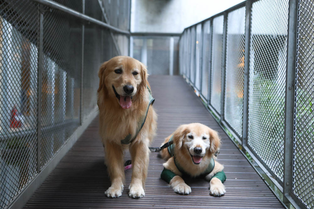 宜蘭礁溪｜了了礁溪 VIVIR JiaoXi。一泊二食、礁溪泡湯溫泉飯店、不定期推出寵物限定旺旺日