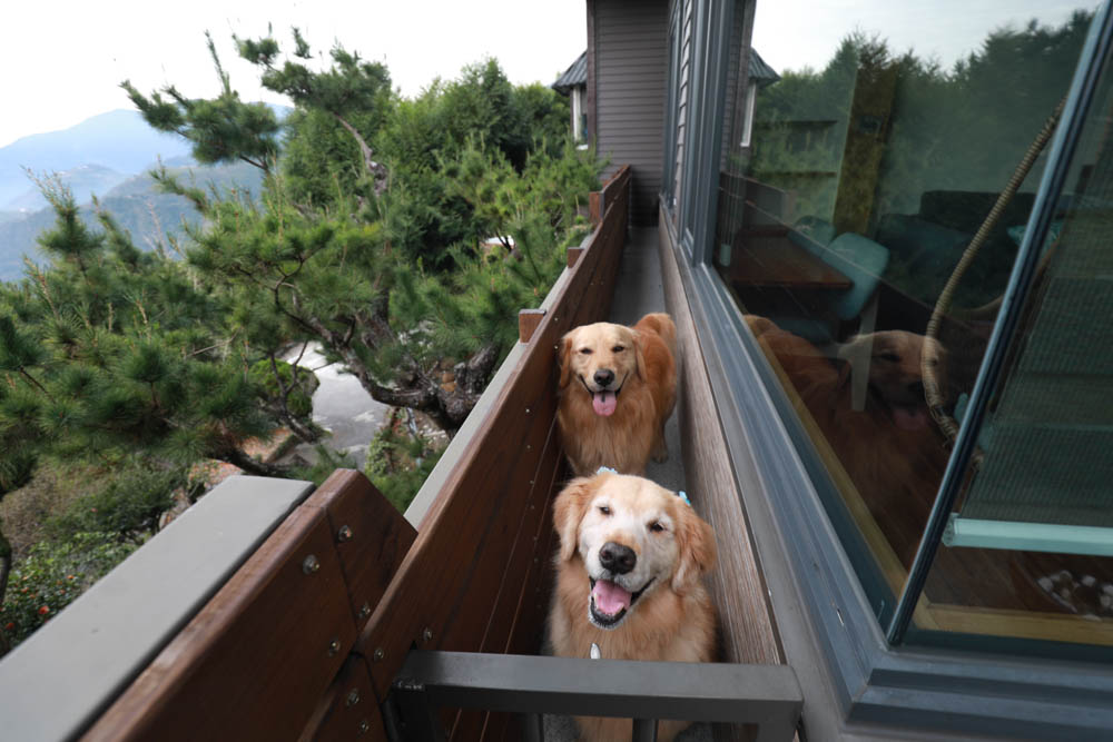 南投清境絕景民宿|五里坡民宿5KM Villa。清境寵物友善民宿、碧湖湖景絕美山居、療癒系日落、一泊二食(下午茶、早餐) - 第7張圖 南投清境絕景民宿|五里坡民宿5KM Villa。清境寵物友善民宿、碧湖湖景絕美山居、療癒系日落、一泊二食(下午茶、早餐)