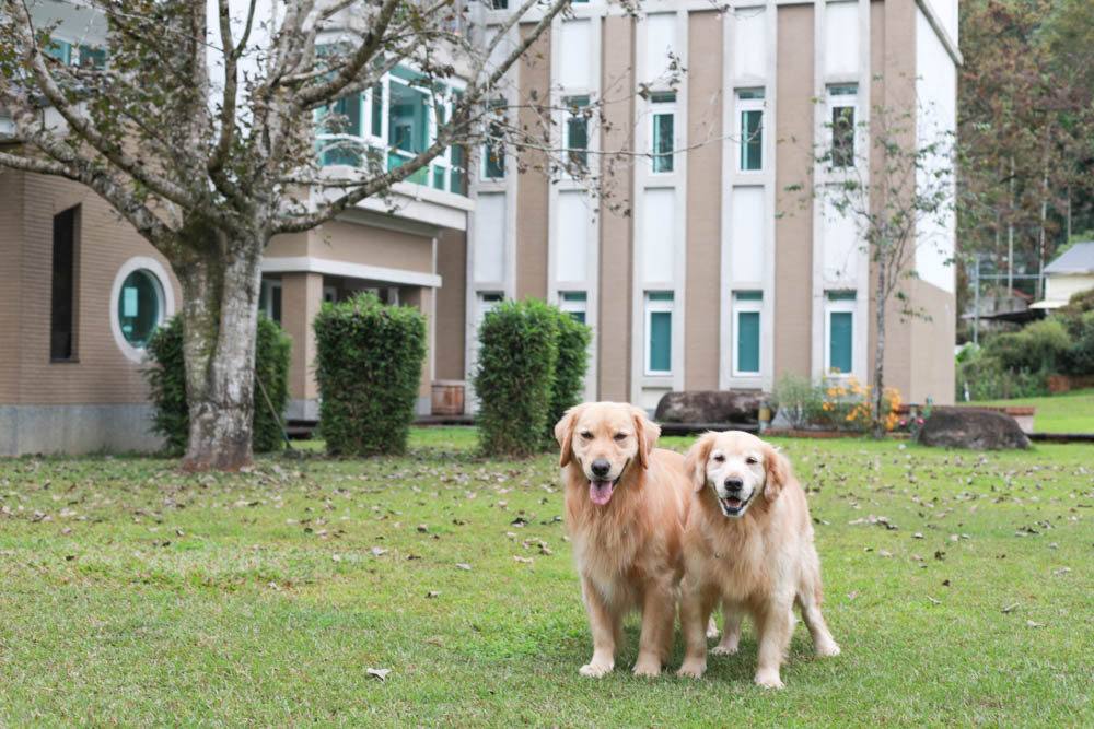 南投埔里｜享想旅宿 REVEL VILLA 。南投寵物友善民宿、溫馨舒適的美式現代風建築、綠意盎然大草皮