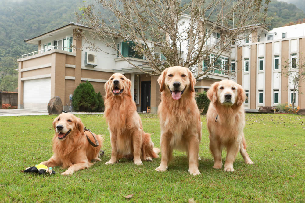 南投埔里｜享想旅宿 REVEL VILLA 。南投寵物友善民宿、溫馨舒適的美式現代風建築、綠意盎然大草皮