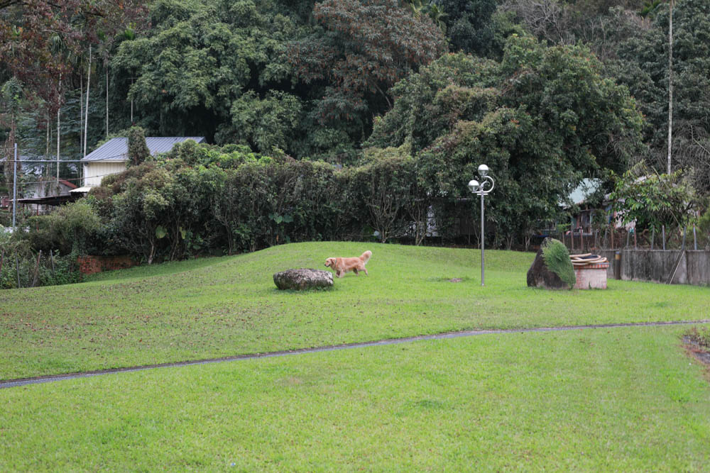 南投埔里｜享想旅宿 REVEL VILLA 。南投寵物友善民宿、溫馨舒適的美式現代風建築、綠意盎然大草皮