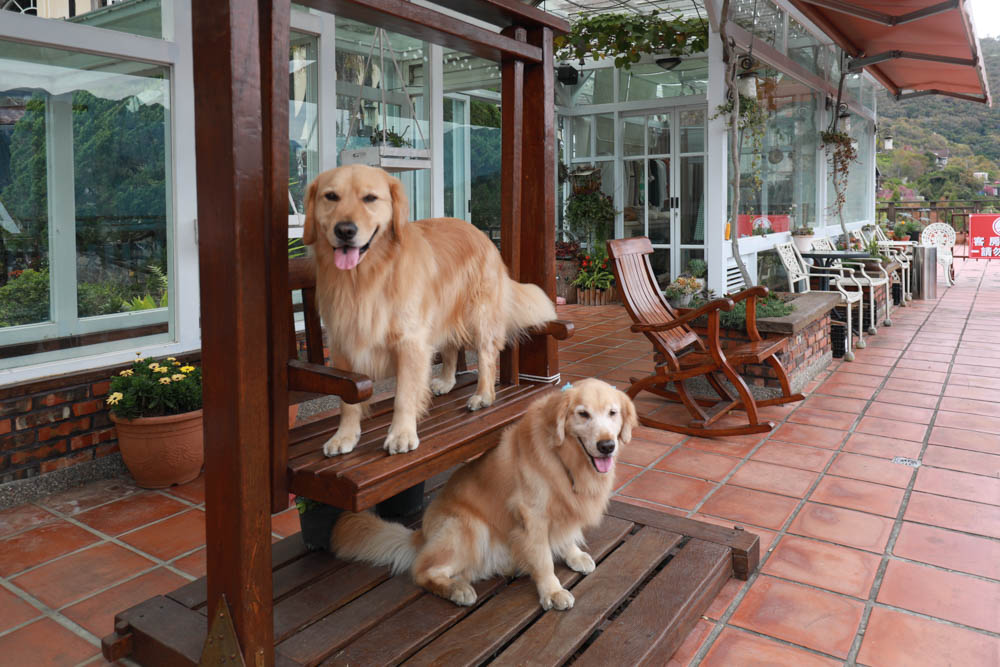 清境來福居玻璃屋景觀餐廳|清境寵物友善餐廳、南投清境美食、絕美玻璃屋、精緻無菜單料理、來福居民宿 - 第13張圖 清境來福居玻璃屋景觀餐廳|清境寵物友善餐廳、南投清境美食、絕美玻璃屋、精緻無菜單料理、來福居民宿