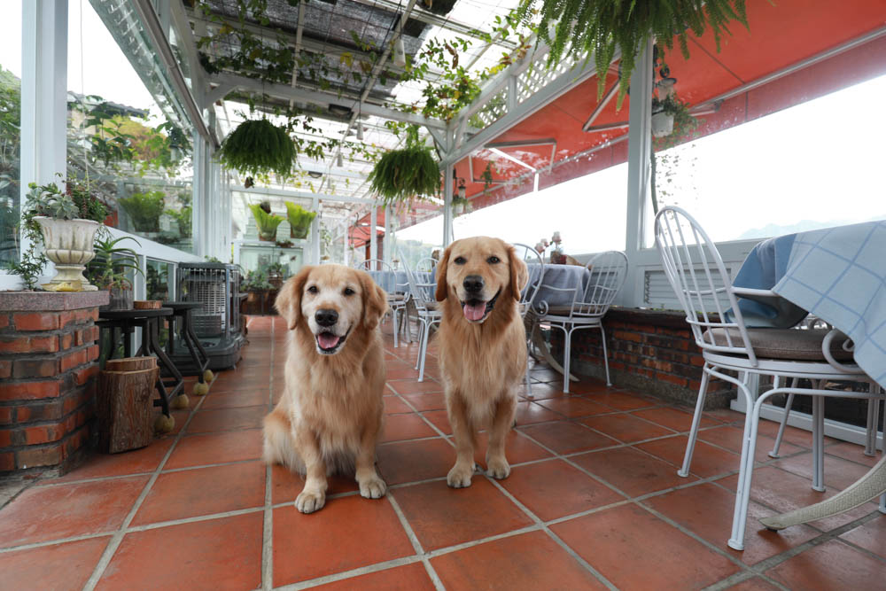 清境來福居玻璃屋景觀餐廳|清境寵物友善餐廳、南投清境美食、絕美玻璃屋、精緻無菜單料理、來福居民宿 - 第15張圖 清境來福居玻璃屋景觀餐廳|清境寵物友善餐廳、南投清境美食、絕美玻璃屋、精緻無菜單料理、來福居民宿