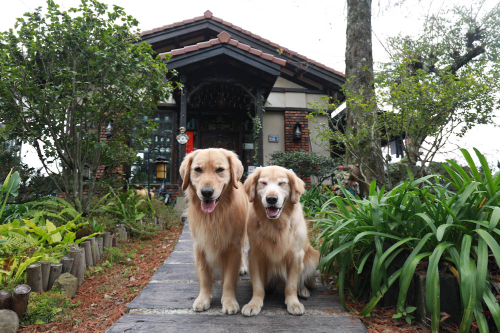 清境來福居玻璃屋景觀餐廳|清境寵物友善餐廳、南投清境美食、絕美玻璃屋、精緻無菜單料理、來福居民宿 - 第2張圖 清境來福居玻璃屋景觀餐廳|清境寵物友善餐廳、南投清境美食、絕美玻璃屋、精緻無菜單料理、來福居民宿