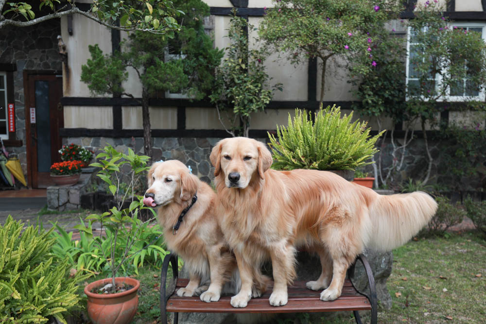 清境來福居玻璃屋景觀餐廳|清境寵物友善餐廳、南投清境美食、絕美玻璃屋、精緻無菜單料理、來福居民宿 - 第9張圖 清境來福居玻璃屋景觀餐廳|清境寵物友善餐廳、南投清境美食、絕美玻璃屋、精緻無菜單料理、來福居民宿