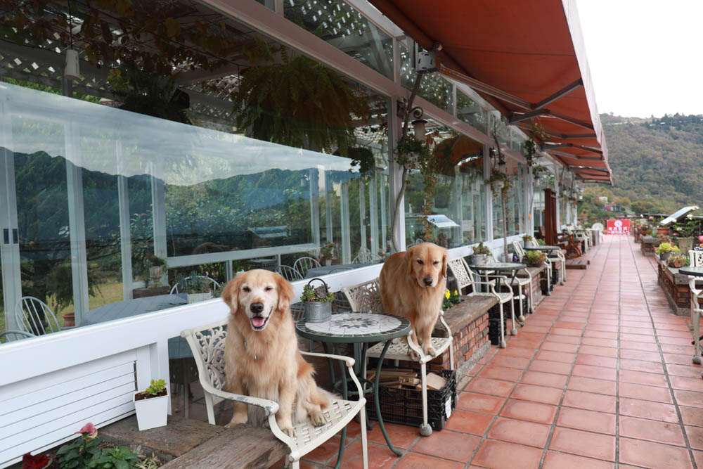 清境來福居玻璃屋景觀餐廳|清境寵物友善餐廳、南投清境美食、絕美玻璃屋、精緻無菜單料理、來福居民宿 - 第11張圖 清境來福居玻璃屋景觀餐廳|清境寵物友善餐廳、南投清境美食、絕美玻璃屋、精緻無菜單料理、來福居民宿