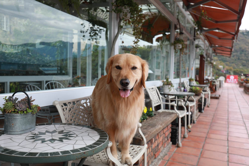 清境來福居玻璃屋景觀餐廳|清境寵物友善餐廳、南投清境美食、絕美玻璃屋、精緻無菜單料理、來福居民宿 - 第10張圖 清境來福居玻璃屋景觀餐廳|清境寵物友善餐廳、南投清境美食、絕美玻璃屋、精緻無菜單料理、來福居民宿