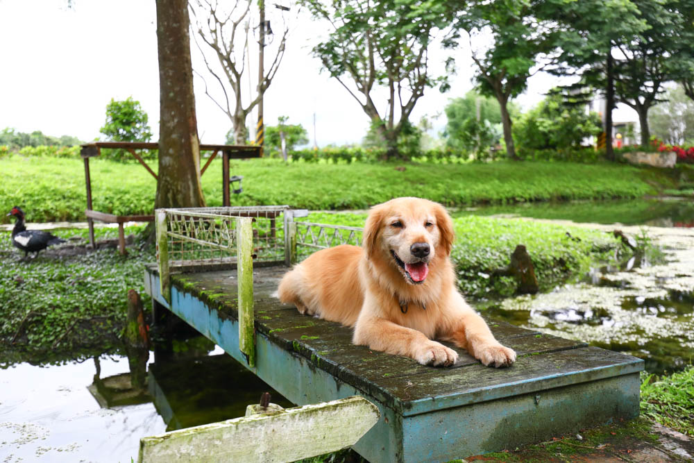 英國凱萊寵物險｜寵物全方位健康保險。最完善保障毛小孩、續保年齡無上限、安心用心呵護！