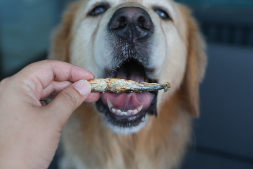 寵物凍乾主食、凍乾零食|Bailey+Co倍立天然犬貓優質凍乾乾糧、優質凍乾零食、犬用凍乾關節保養粉。紐西蘭原裝進口(草飼羊肉、草飼牛肉、草飼羊肝、帝王鮭魚、綠唇貽貝、藍鱈魚、鳳尾魚) - 第33張圖 寵物凍乾主食、凍乾零食|Bailey+Co倍立天然犬貓優質凍乾乾糧、優質凍乾零食、犬用凍乾關節保養粉。紐西蘭原裝進口(草飼羊肉、草飼牛肉、草飼羊肝、帝王鮭魚、綠唇貽貝、藍鱈魚、鳳尾魚)