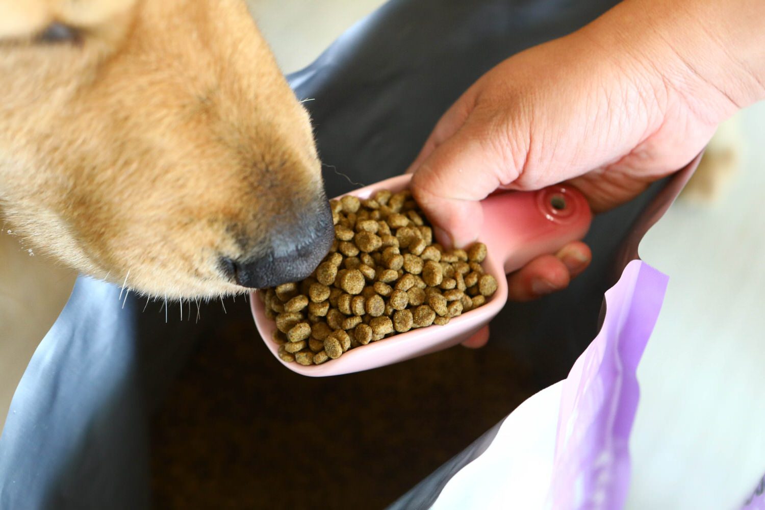 寵物飼料推薦｜優格寵物食譜TOMA-PRO成犬腸胃低脂配方。零穀類營養均衡、益生菌添加、天然低脂無負擔、健康美味