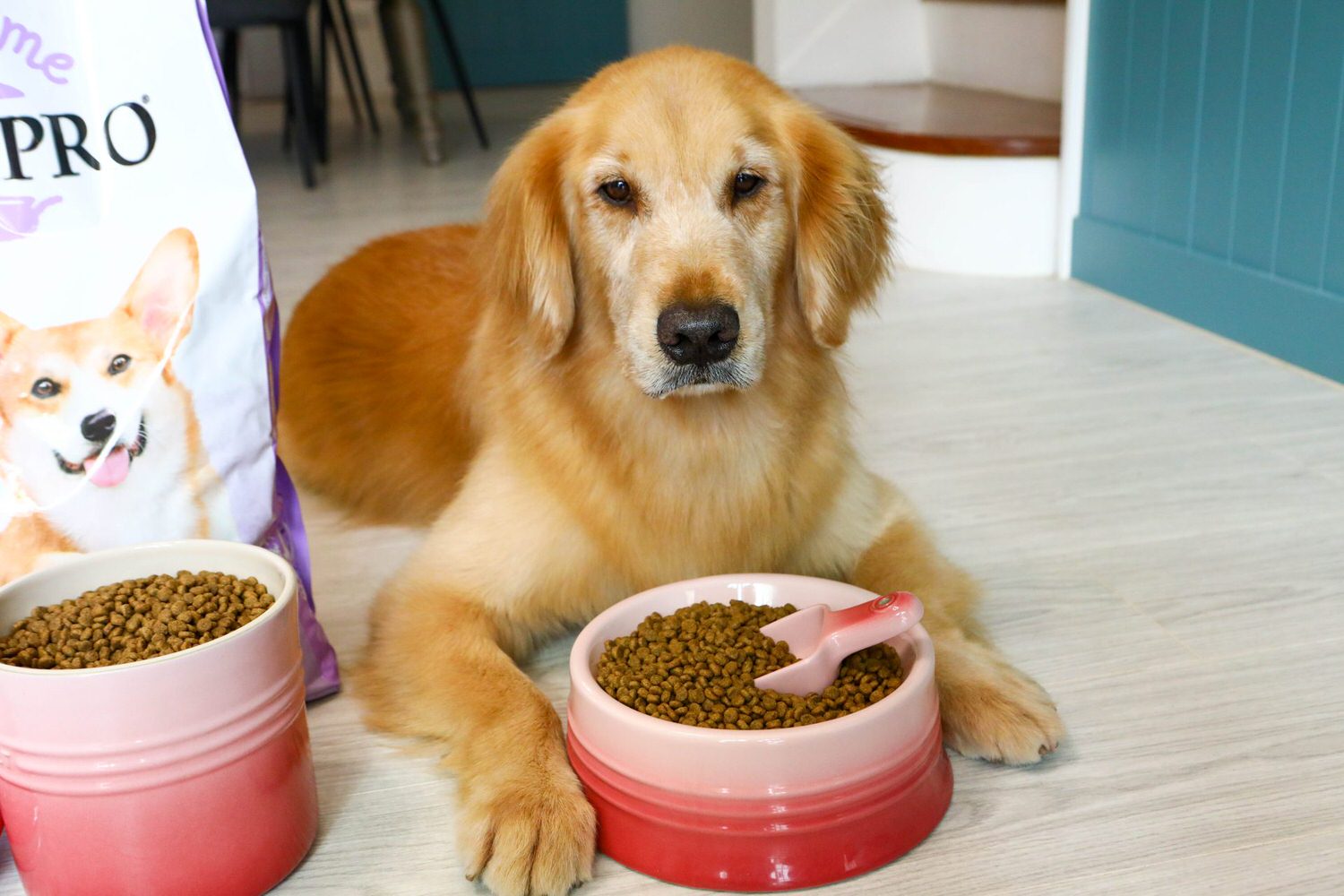 寵物飼料推薦｜優格寵物食譜TOMA-PRO成犬腸胃低脂配方。零穀類營養均衡、益生菌添加、天然低脂無負擔、健康美味