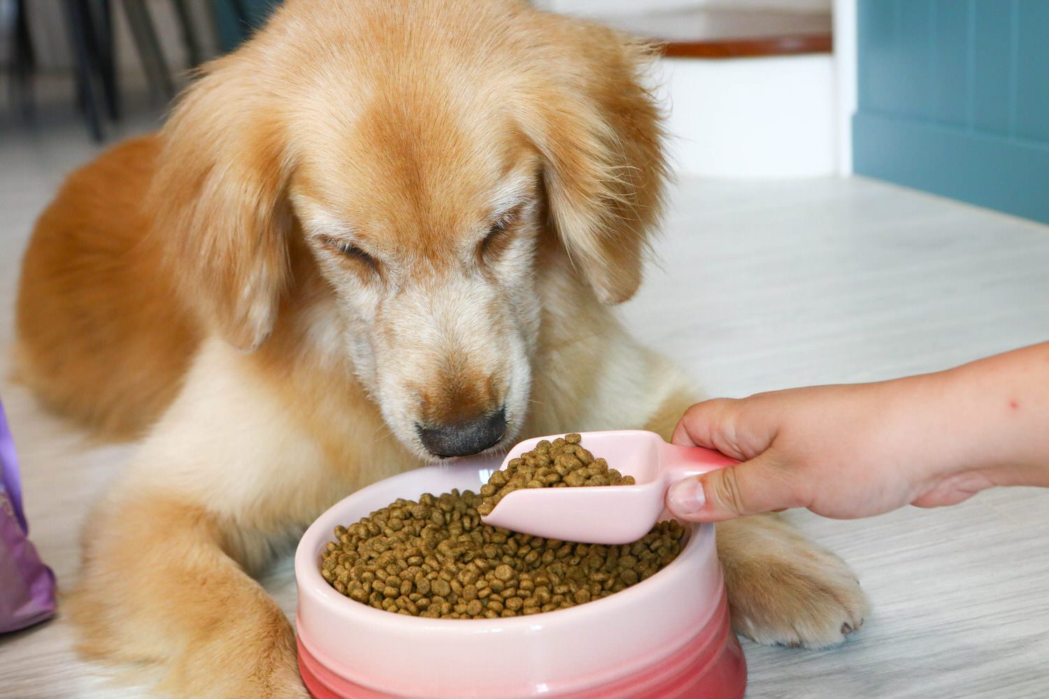 寵物飼料推薦｜優格寵物食譜TOMA-PRO成犬腸胃低脂配方。零穀類營養均衡、益生菌添加、天然低脂無負擔、健康美味