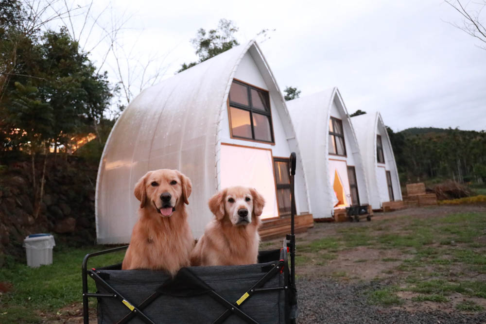 南投懶人豪華露營｜入樹二村嬉皮國度。一泊二食、寵物友善帳篷、異國風情主廚料理、洞穴帳、雙樓帳