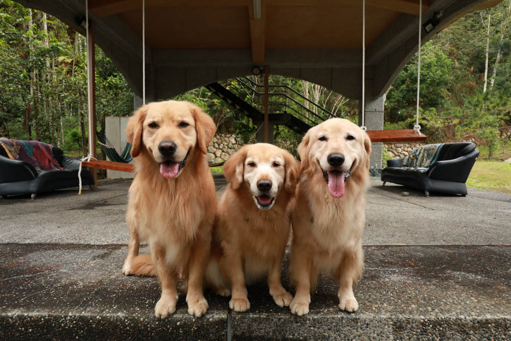 南投懶人豪華露營｜入樹二村嬉皮國度。一泊二食、寵物友善帳篷、異國風情主廚料理、洞穴帳、雙樓帳