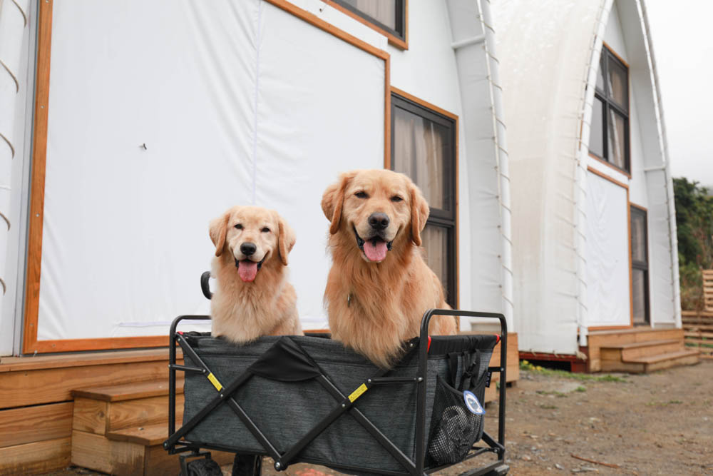 南投懶人豪華露營｜入樹二村嬉皮國度。一泊二食、寵物友善帳篷、異國風情主廚料理、洞穴帳、雙樓帳
