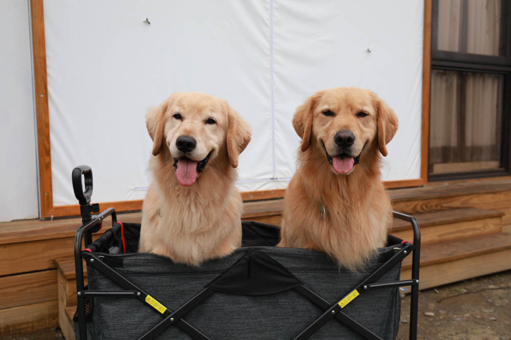 南投懶人豪華露營｜入樹二村嬉皮國度。一泊二食、寵物友善帳篷、異國風情主廚料理、洞穴帳、雙樓帳