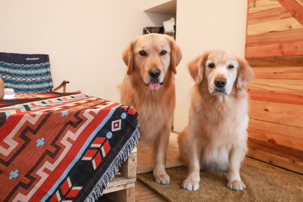 南投懶人豪華露營｜入樹二村嬉皮國度。一泊二食、寵物友善帳篷、異國風情主廚料理、洞穴帳、雙樓帳