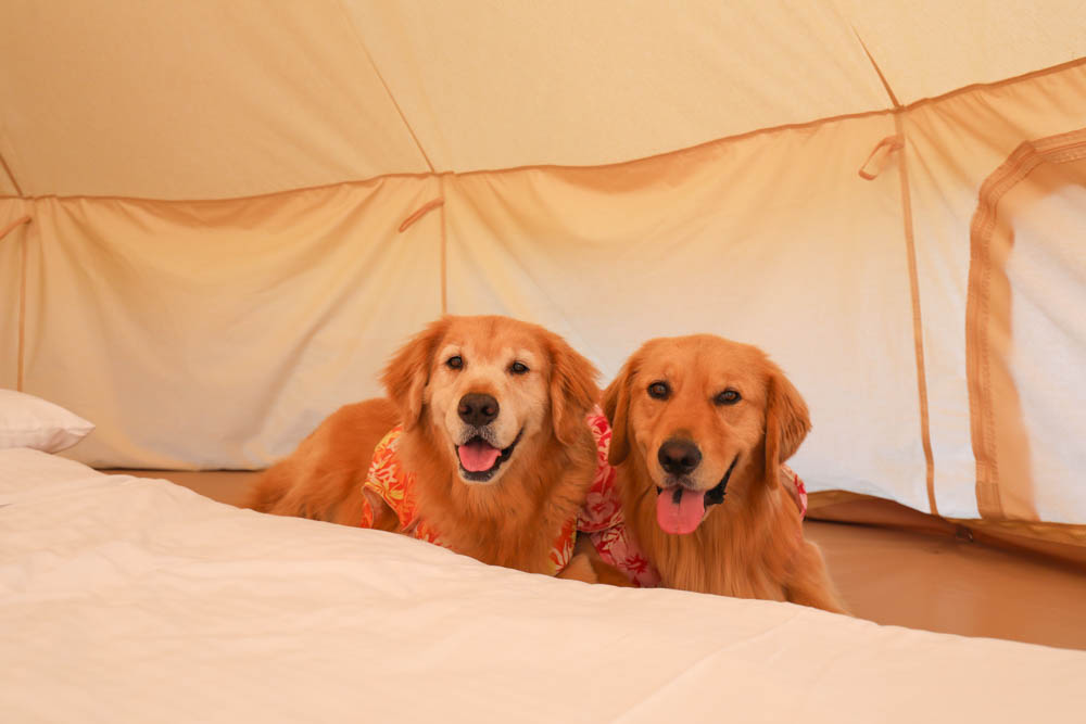 南投懶人豪華露營|入樹村露營區。一泊二食、寵物友善帳篷、免裝備露營、星空電影院、手作課程 - 第17張圖 南投懶人豪華露營|入樹村露營區。一泊二食、寵物友善帳篷、免裝備露營、星空電影院、手作課程