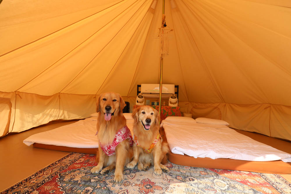 南投懶人豪華露營|入樹村露營區。一泊二食、寵物友善帳篷、免裝備露營、星空電影院、手作課程 - 第16張圖 南投懶人豪華露營|入樹村露營區。一泊二食、寵物友善帳篷、免裝備露營、星空電影院、手作課程