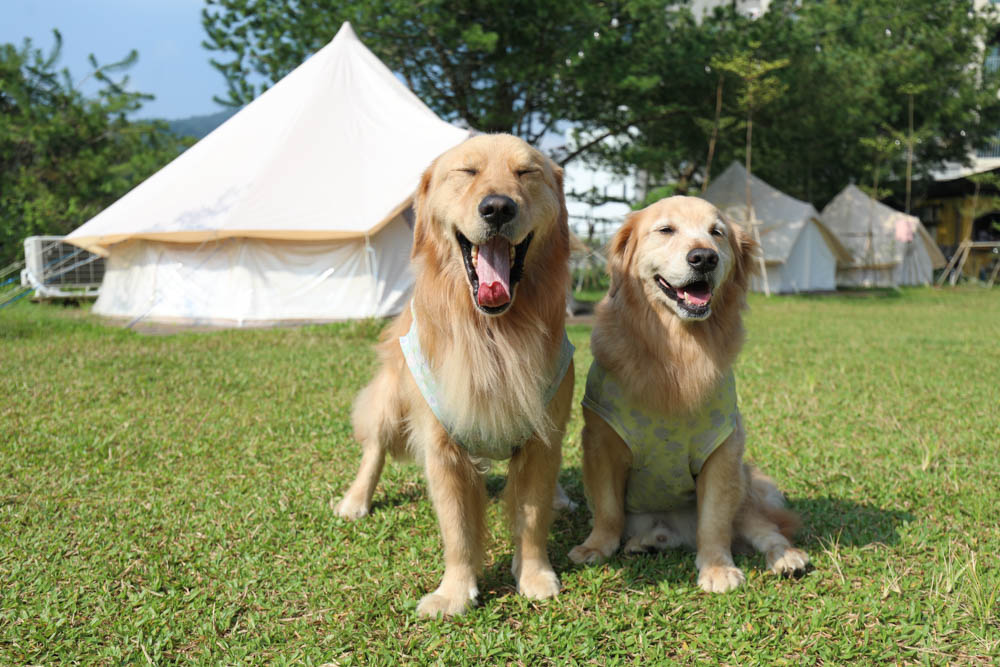南投懶人豪華露營|入樹村露營區。一泊二食、寵物友善帳篷、免裝備露營、星空電影院、手作課程 - 第35張圖 南投懶人豪華露營|入樹村露營區。一泊二食、寵物友善帳篷、免裝備露營、星空電影院、手作課程